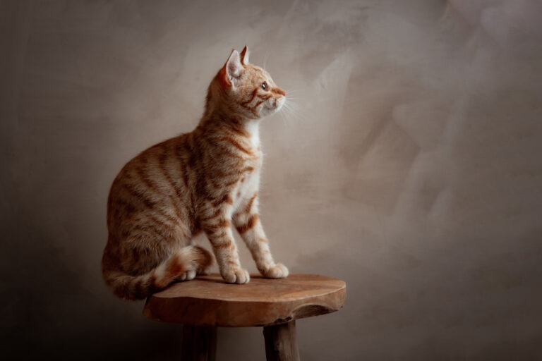Katze im Studio auf einem Hocker