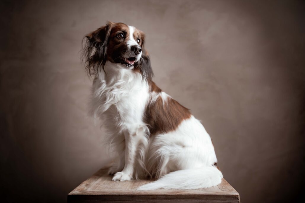 Rita Spiegel Tierportrait