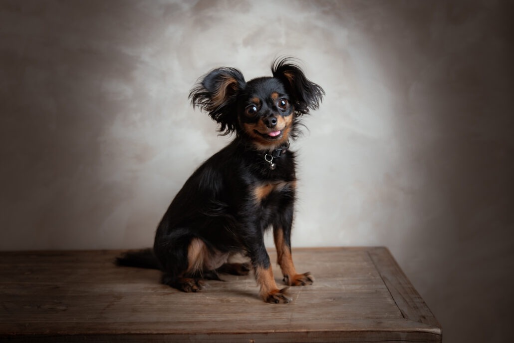 Rita Spiegel Tierportrait 100