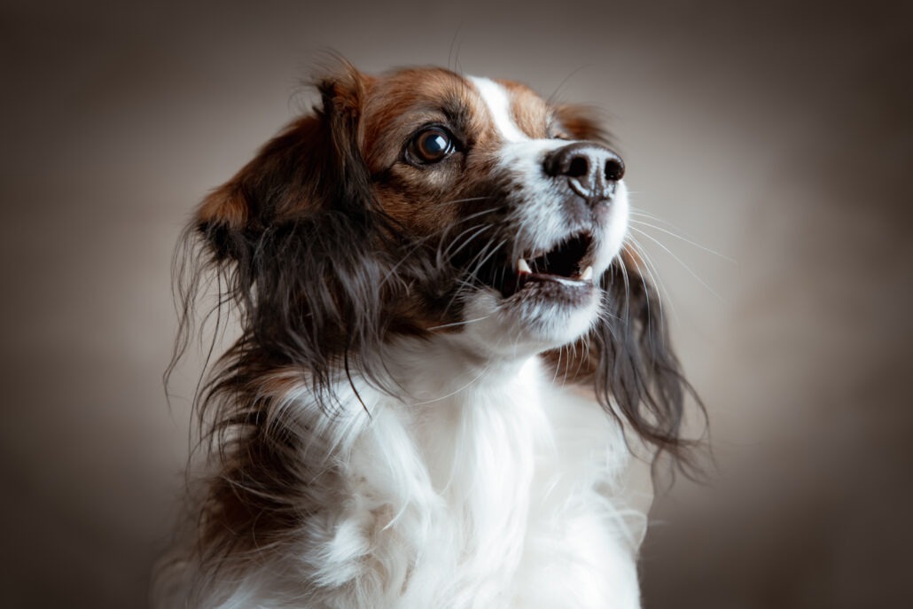 Rita Spiegel Tierportrait25_0 (1)