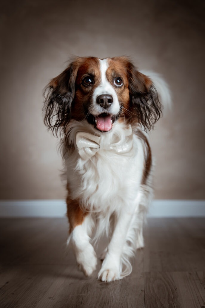 Rita Spiegel Tierportrait25_8