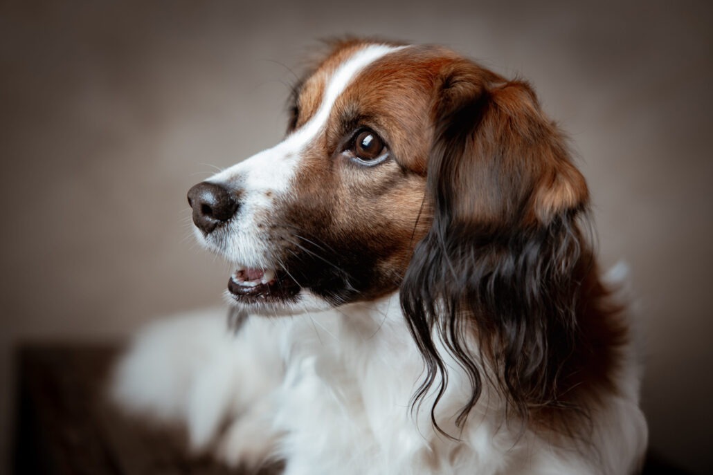 Rita Spiegel Tierportrait25_9