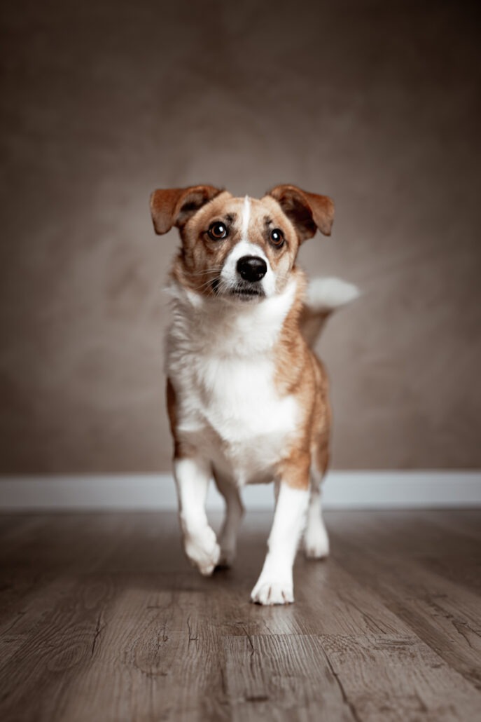 Rita Spiegel Toni Tierfotografie24_2