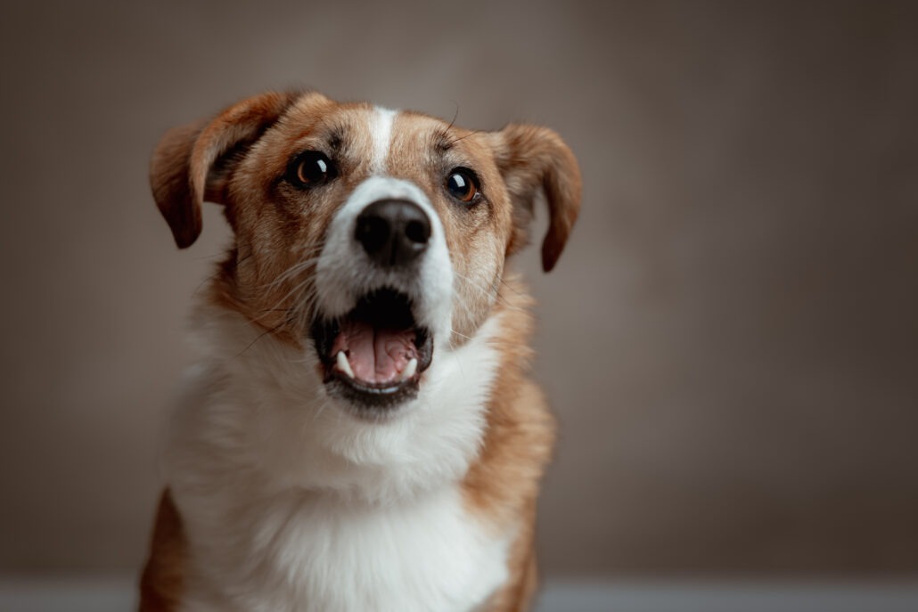 Rita Spiegel Toni Tierfotografie24_3