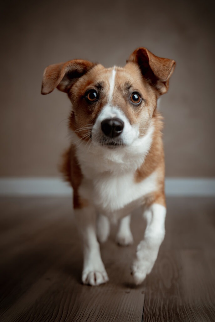 Rita Spiegel Toni Tierfotografie24_4