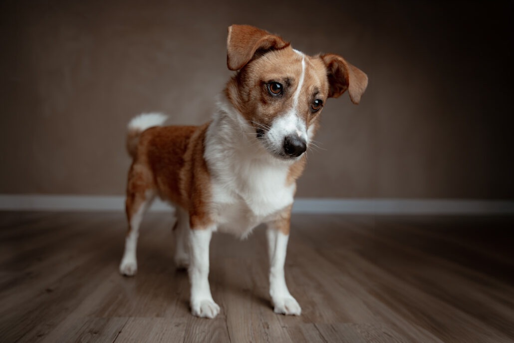 Rita Spiegel Toni Tierfotografie24_6