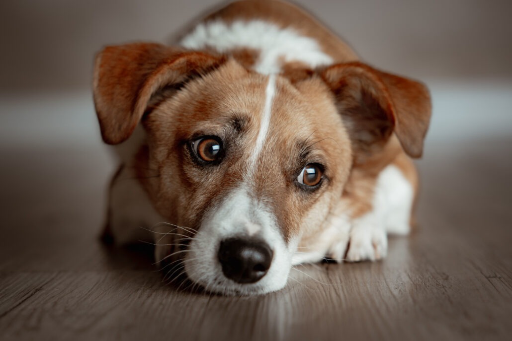 Rita Spiegel Toni Tierfotografie24_7