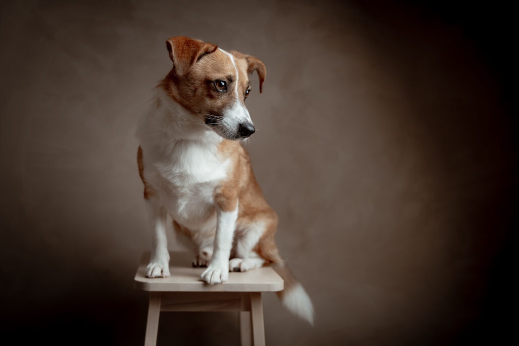 Rita Spiegel Toni Tierfotografie24_8