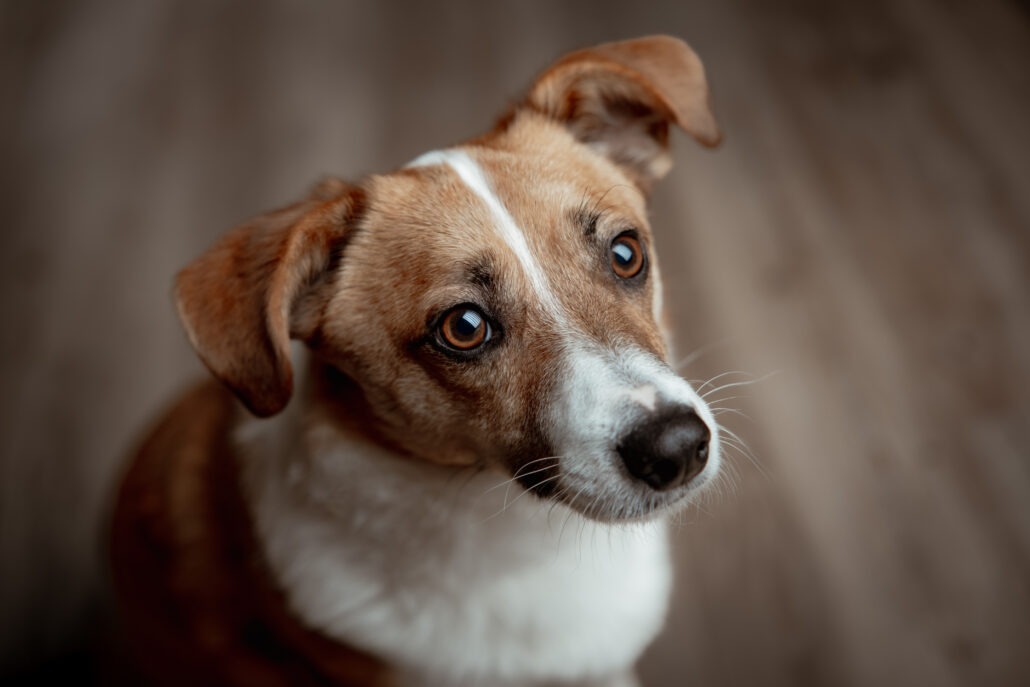 Rita Spiegel Toni Tierfotografie24_9