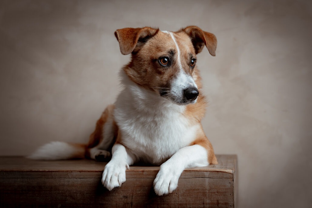 Rita Spiegel Toni Tierfotografie25_8